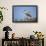 Black-Crowned Night Heron-Joe McDonald-Framed Photographic Print displayed on a wall