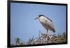 Black-Crowned Night Heron-Joe McDonald-Framed Photographic Print