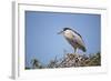 Black-Crowned Night Heron-Joe McDonald-Framed Photographic Print