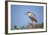 Black-Crowned Night Heron-Joe McDonald-Framed Photographic Print