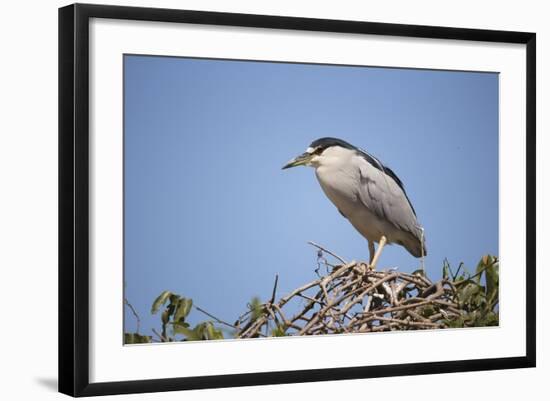 Black-Crowned Night Heron-Joe McDonald-Framed Photographic Print