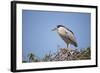 Black-Crowned Night Heron-Joe McDonald-Framed Photographic Print