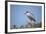 Black-Crowned Night Heron-Joe McDonald-Framed Photographic Print