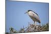 Black-Crowned Night Heron-Joe McDonald-Mounted Photographic Print