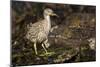 Black-Crowned Night Heron-Joe McDonald-Mounted Photographic Print