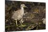 Black-Crowned Night Heron-Joe McDonald-Mounted Photographic Print