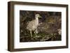 Black-Crowned Night Heron-Joe McDonald-Framed Photographic Print