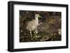 Black-Crowned Night Heron-Joe McDonald-Framed Photographic Print