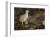 Black-Crowned Night Heron-Joe McDonald-Framed Photographic Print