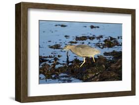 Black-Crowned Night Heron-Mary Ann McDonald-Framed Photographic Print