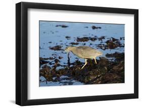 Black-Crowned Night Heron-Mary Ann McDonald-Framed Photographic Print