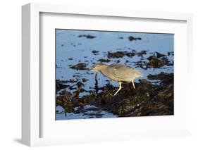 Black-Crowned Night Heron-Mary Ann McDonald-Framed Photographic Print