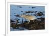 Black-Crowned Night Heron-Mary Ann McDonald-Framed Photographic Print