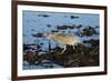 Black-Crowned Night Heron-Mary Ann McDonald-Framed Photographic Print