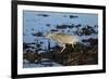 Black-Crowned Night Heron-Mary Ann McDonald-Framed Photographic Print