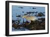 Black-Crowned Night Heron-Mary Ann McDonald-Framed Photographic Print