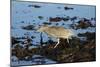 Black-Crowned Night Heron-Mary Ann McDonald-Mounted Photographic Print