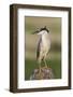 Black-Crowned Night Heron-Ken Archer-Framed Photographic Print
