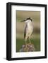 Black-Crowned Night Heron-Ken Archer-Framed Photographic Print