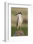 Black-Crowned Night Heron-Ken Archer-Framed Photographic Print