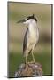 Black-Crowned Night Heron-Ken Archer-Mounted Photographic Print