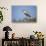 Black-Crowned Night Heron-Joe McDonald-Stretched Canvas displayed on a wall