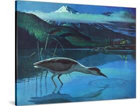 Black Crowned Night Heron-Stan Galli-Stretched Canvas