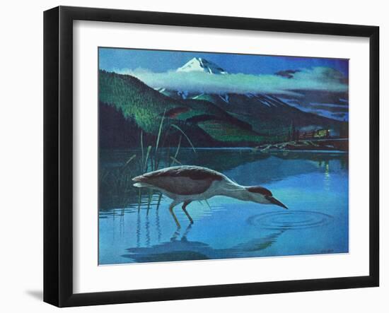 Black Crowned Night Heron-Stan Galli-Framed Giclee Print