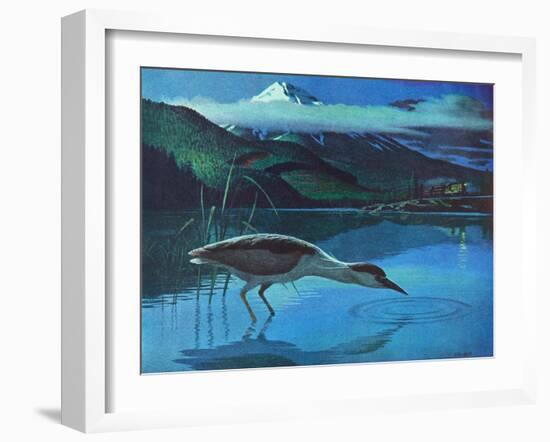Black Crowned Night Heron-Stan Galli-Framed Giclee Print