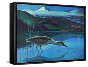 Black Crowned Night Heron-Stan Galli-Framed Stretched Canvas