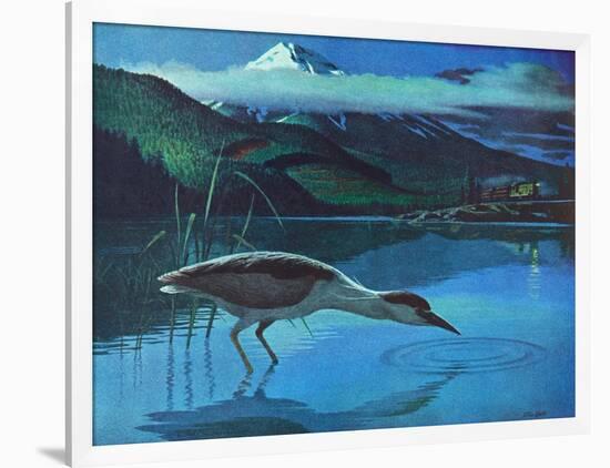 Black Crowned Night Heron-Stan Galli-Framed Giclee Print