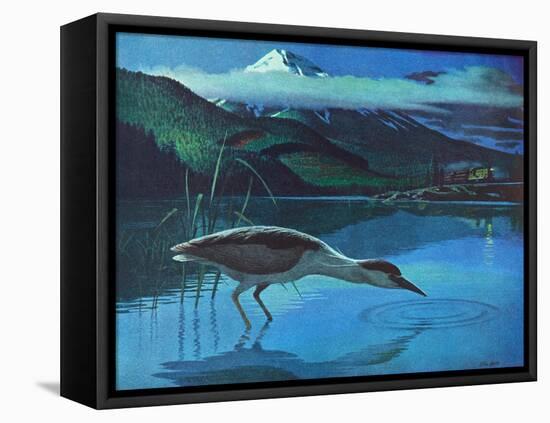 Black Crowned Night Heron-Stan Galli-Framed Stretched Canvas