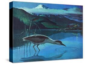 Black Crowned Night Heron-Stan Galli-Stretched Canvas