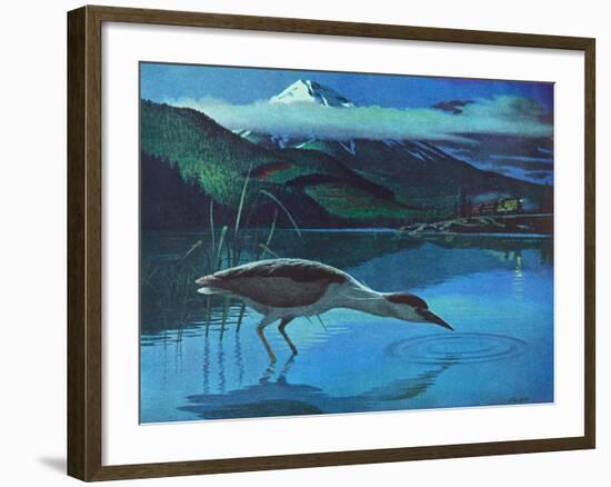 Black Crowned Night Heron-Stan Galli-Framed Giclee Print