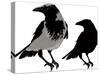 Black Crows-sharpner-Stretched Canvas