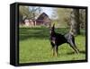 Black Doberman in Spring-Lynn M^ Stone-Framed Stretched Canvas