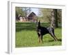 Black Doberman in Spring-Lynn M^ Stone-Framed Photographic Print