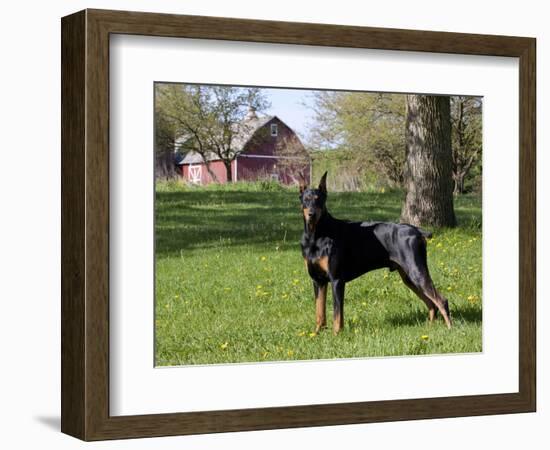 Black Doberman in Spring-Lynn M^ Stone-Framed Photographic Print