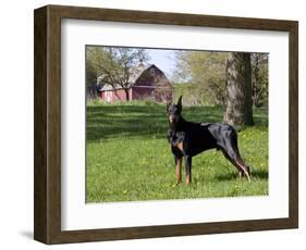 Black Doberman in Spring-Lynn M^ Stone-Framed Photographic Print