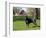 Black Doberman in Spring-Lynn M^ Stone-Framed Photographic Print