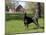 Black Doberman in Spring-Lynn M^ Stone-Mounted Photographic Print