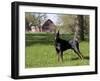 Black Doberman in Spring-Lynn M^ Stone-Framed Photographic Print