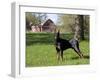 Black Doberman in Spring-Lynn M^ Stone-Framed Photographic Print