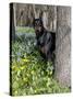 Black Doberman Peering from Behind Tree-Lynn M^ Stone-Stretched Canvas