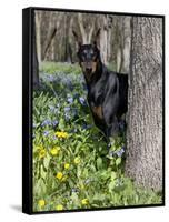 Black Doberman Peering from Behind Tree-Lynn M^ Stone-Framed Stretched Canvas