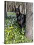 Black Doberman Peering from Behind Tree-Lynn M^ Stone-Stretched Canvas