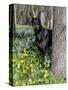 Black Doberman Peering from Behind Tree-Lynn M^ Stone-Stretched Canvas