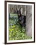 Black Doberman Peering from Behind Tree-Lynn M^ Stone-Framed Photographic Print