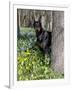 Black Doberman Peering from Behind Tree-Lynn M^ Stone-Framed Photographic Print