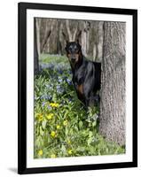 Black Doberman Peering from Behind Tree-Lynn M^ Stone-Framed Photographic Print